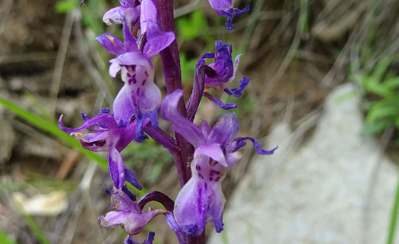 Orchis mascula subsp. speciosa